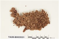 藏品(白髮苔科)的圖片